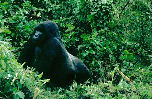 mt.gorilla